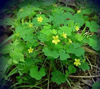 oxalis sp