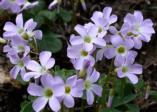 oxalis-violacea_001