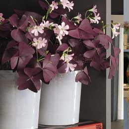 oxalis_260 oxalis_260