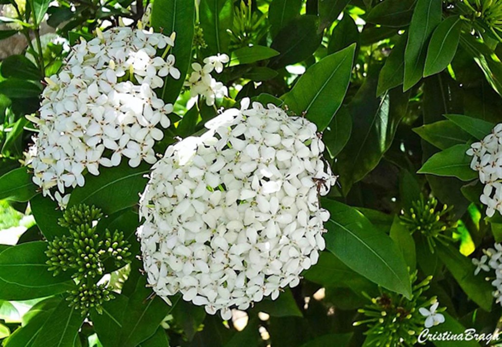 ixora branca 