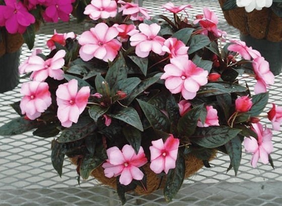 impatiens