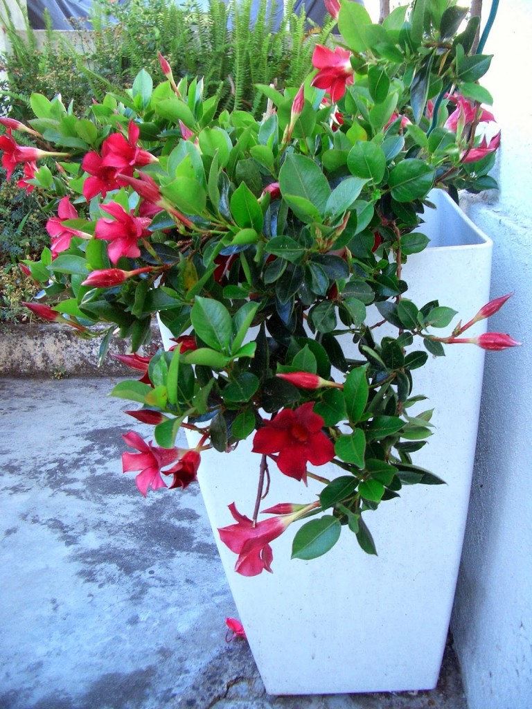 mandevilla