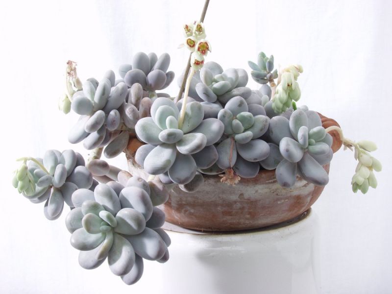 pachyphytum-oviferum