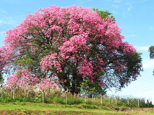 paineira-rosa