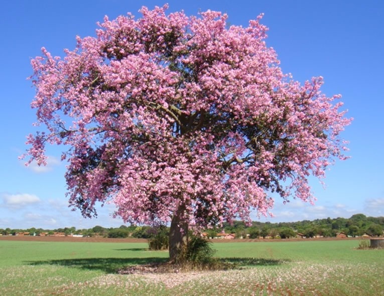 paineira-rosa