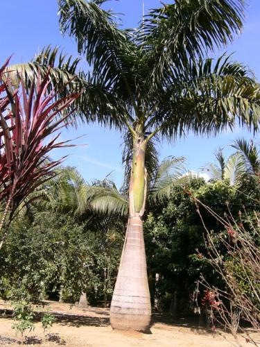 palmeira-imperial