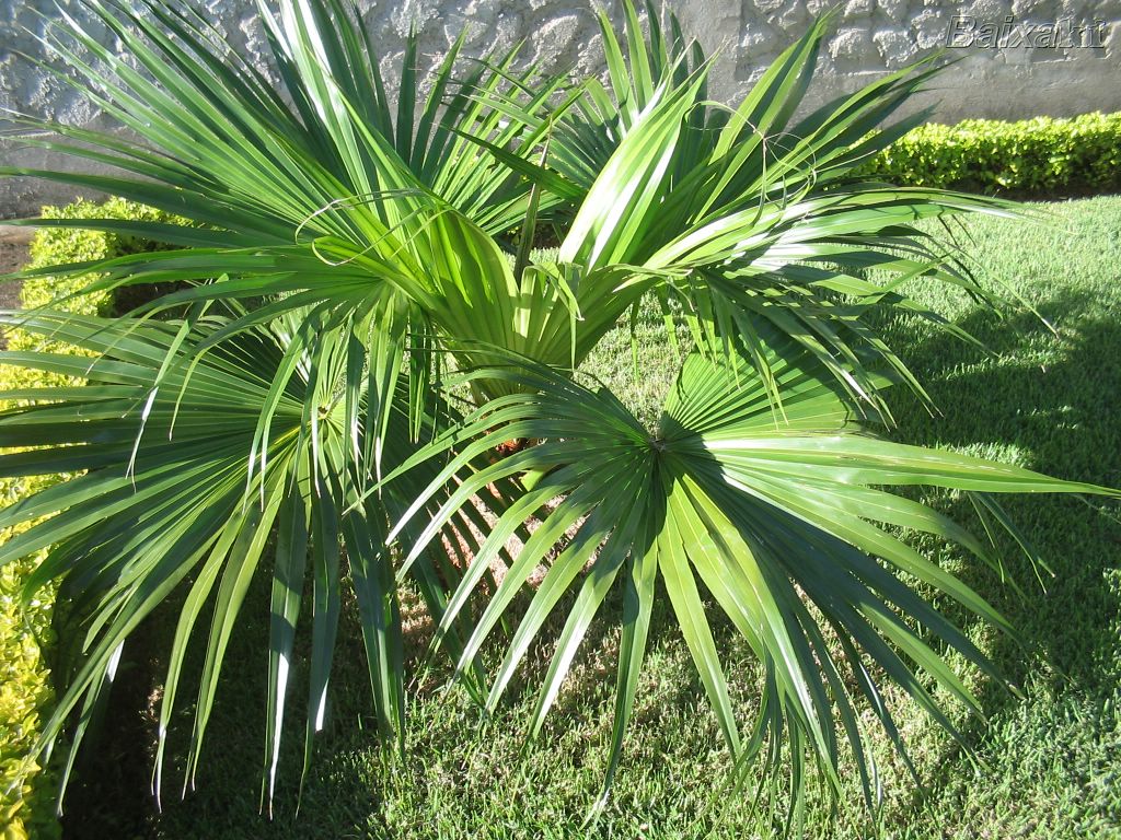 palmeira-leque