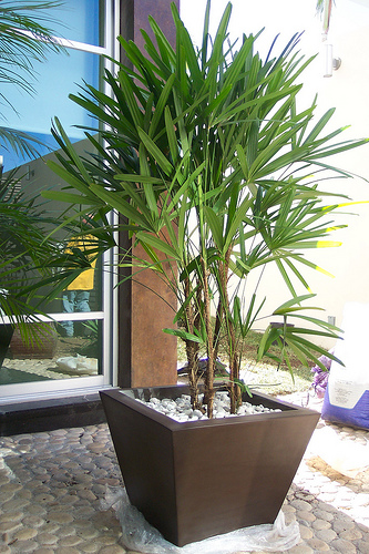 palmeira-rafia