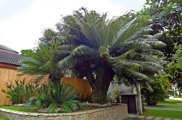 palmeira-samambaia-cycas-circinalis-1
