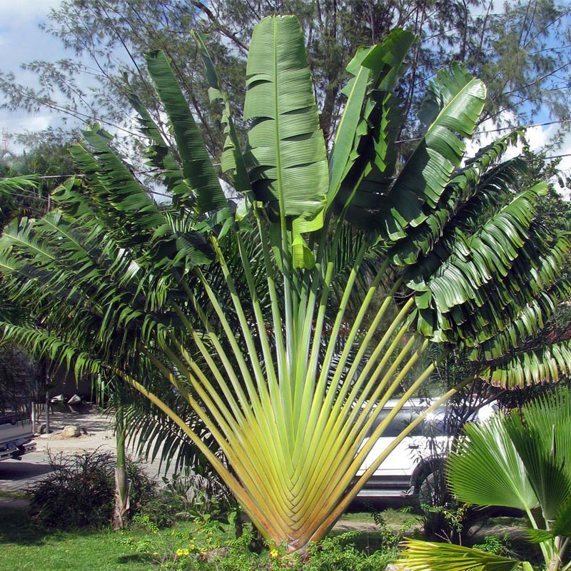 palmeira_de_madagascar_ravenala_madagascariensis1