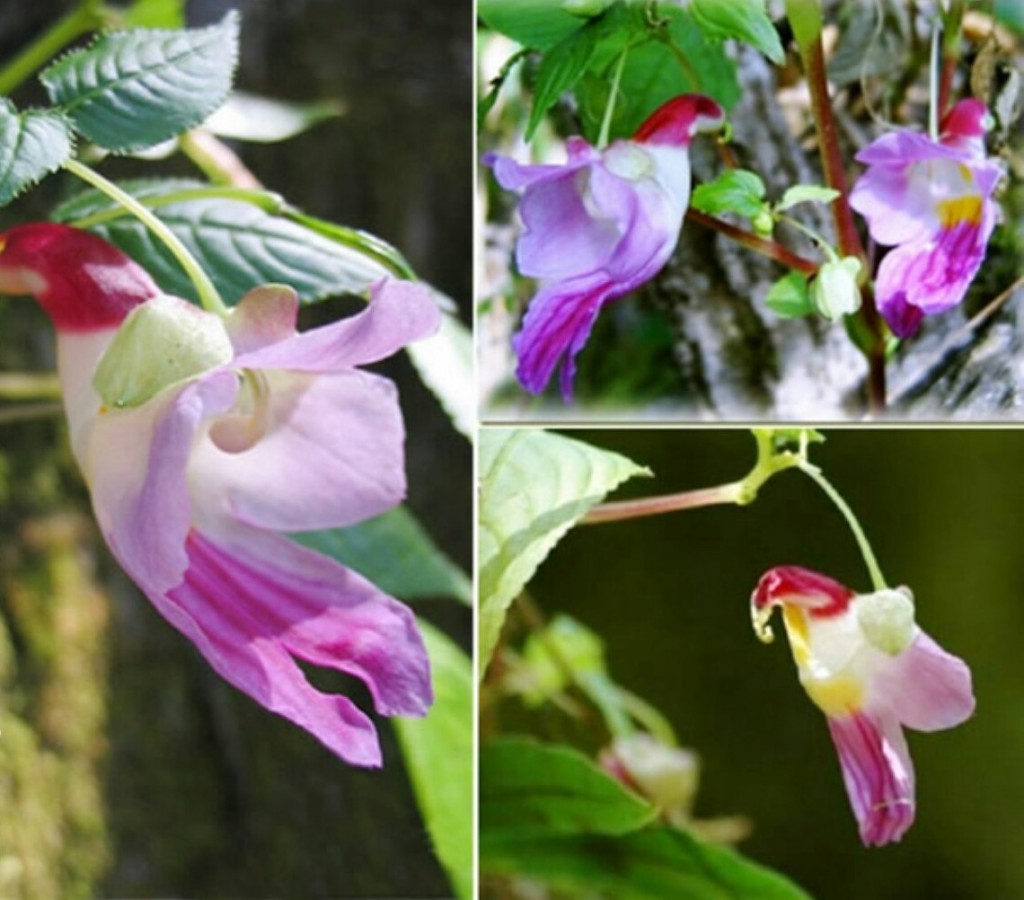 papagaio-impatiens-jpg