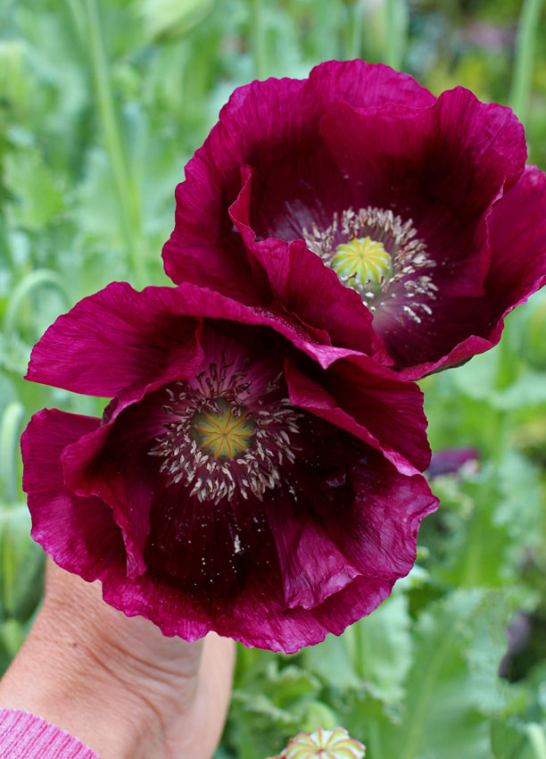 papaver