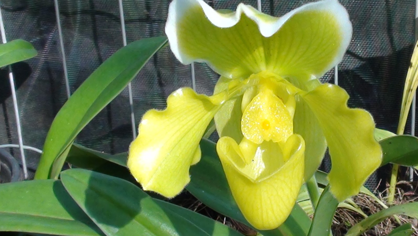 paphiopedilum