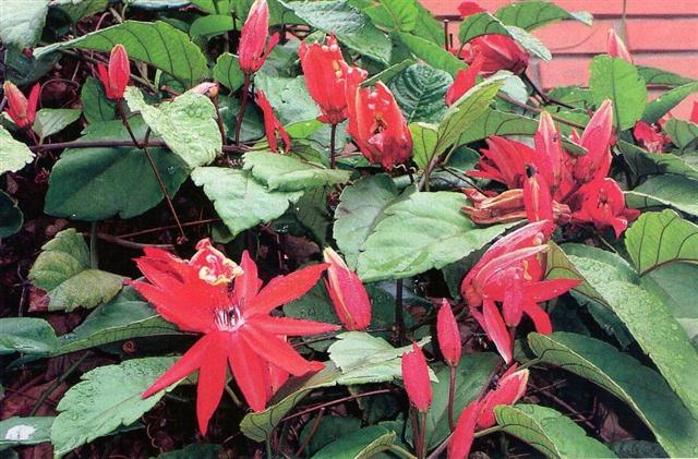 passiflora coccinea