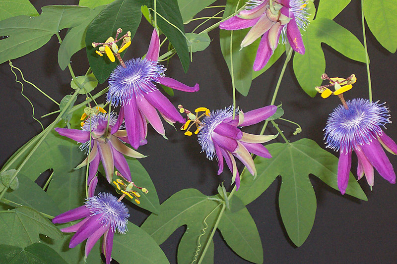 Maracujá - passiflora-loefgrenii-corupa Maracujá - passiflora-loefgrenii-corupa