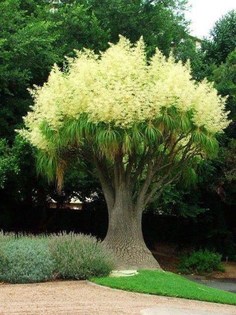 pata-de-elefante-beaucarnea-recurvata