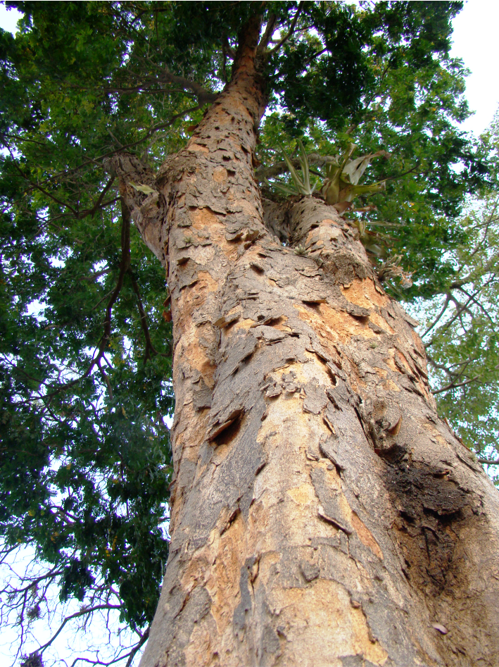 pau-brasil-caesalpinia-echinata