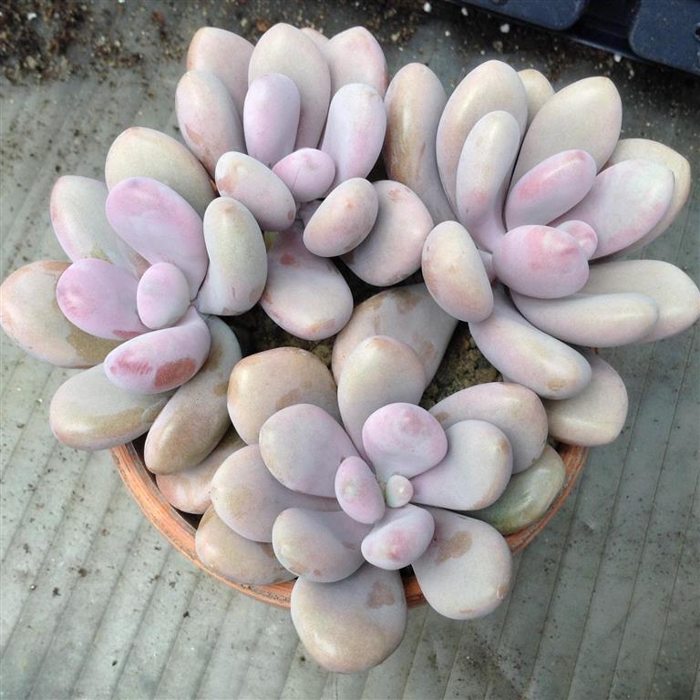 pachyphytum-oviferum