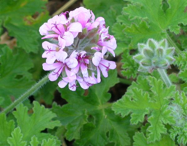 pelargonium-crispum