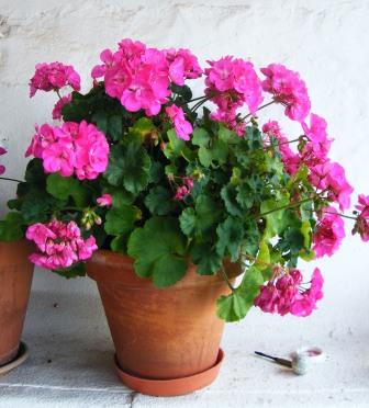 pelargonium hortocorum