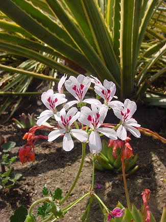 pelargonium_echinatum