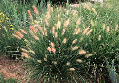 pennisetum hameln