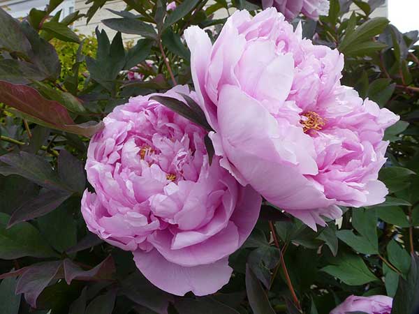 peonia-rosa-2