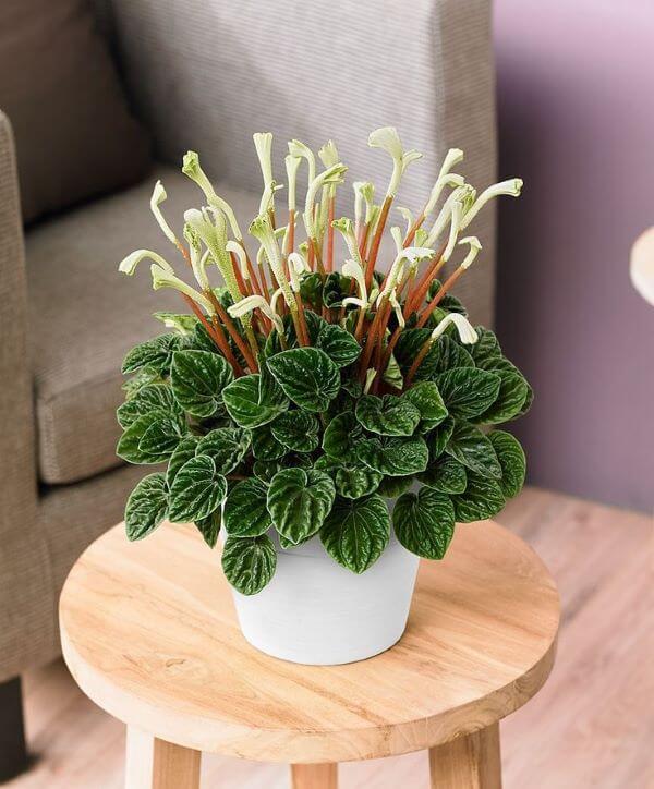 peperomia-argyreia