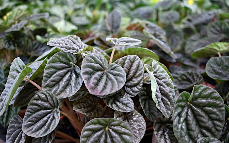 peperomia-caperata-1