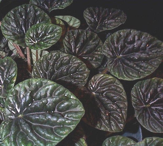 peperomia caperata