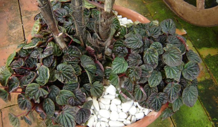 peperomia caperata