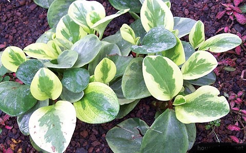 peperomia-magnoliifolia-variegata