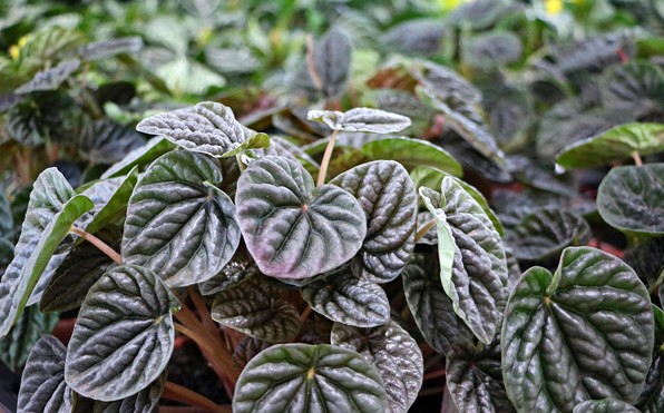 peperomia-caperata