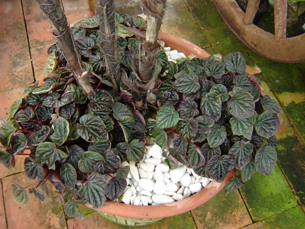 peperomia