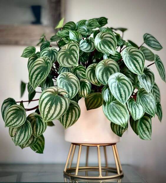 peperomia-melancia