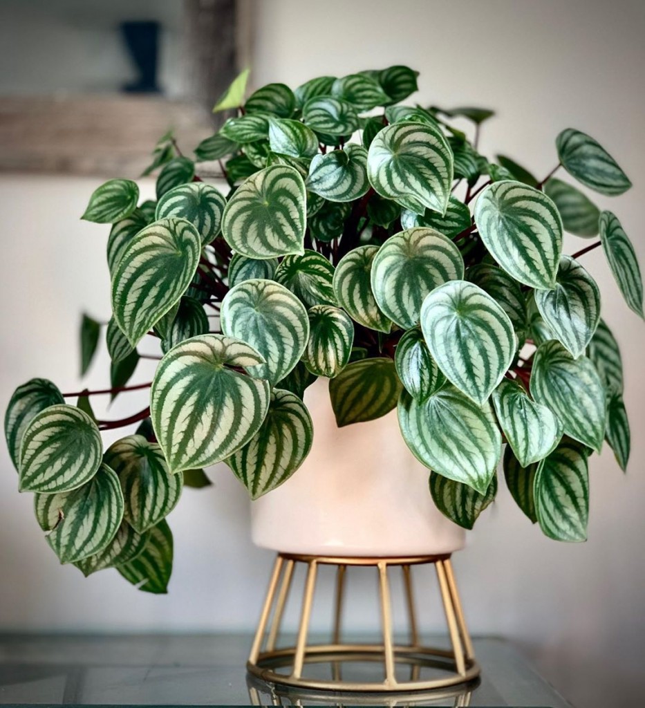 peperomia-melancia