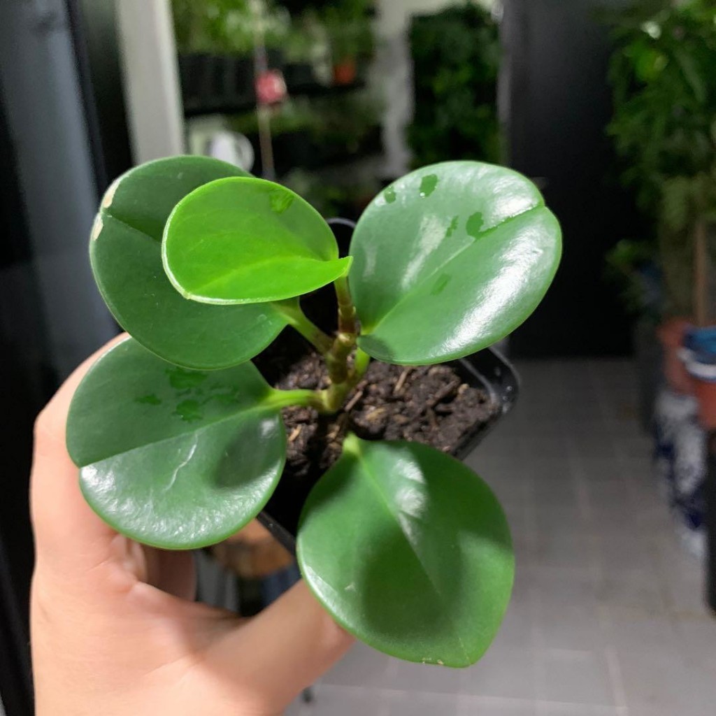 peperomia-obtusifolia