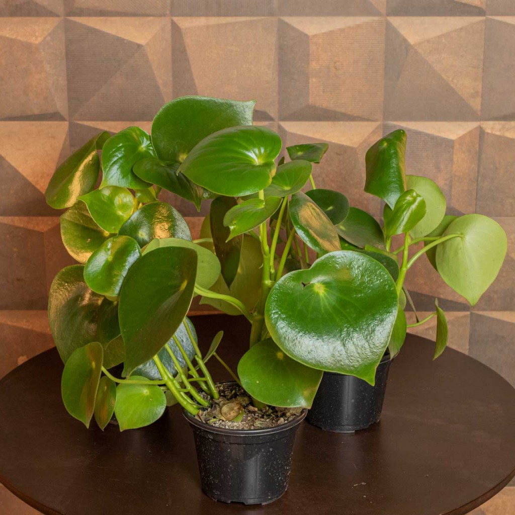 peperomia polybotrya1