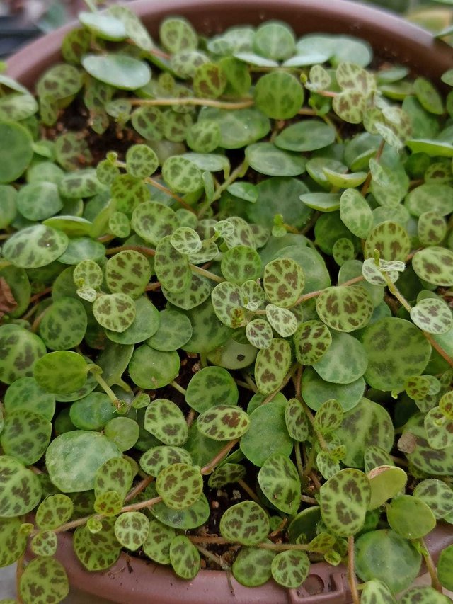 peperomia prostata