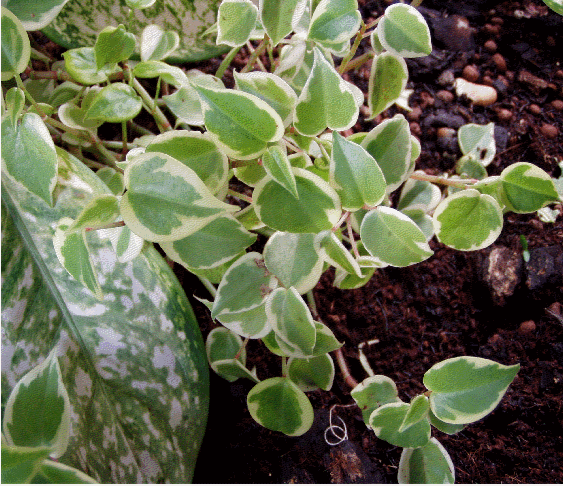 peperomia scandens peperomia scandens