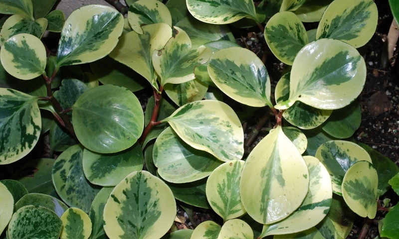 peperomia variegada