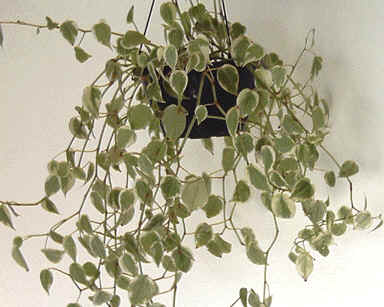 peperomia