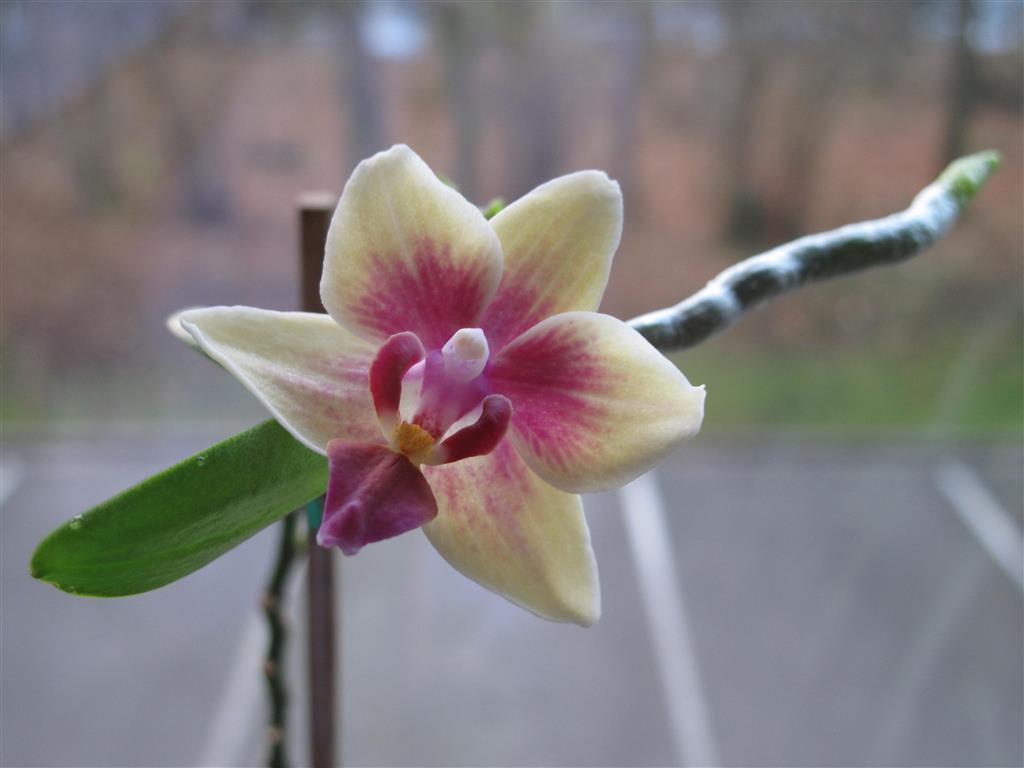 pequena-orquídea