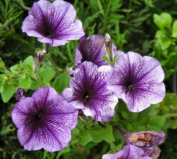 petunia Hedgiflora