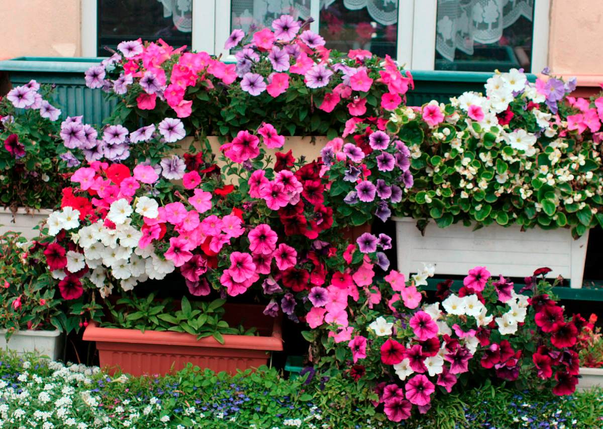 petunia-axillaris-x-integrifolia-f