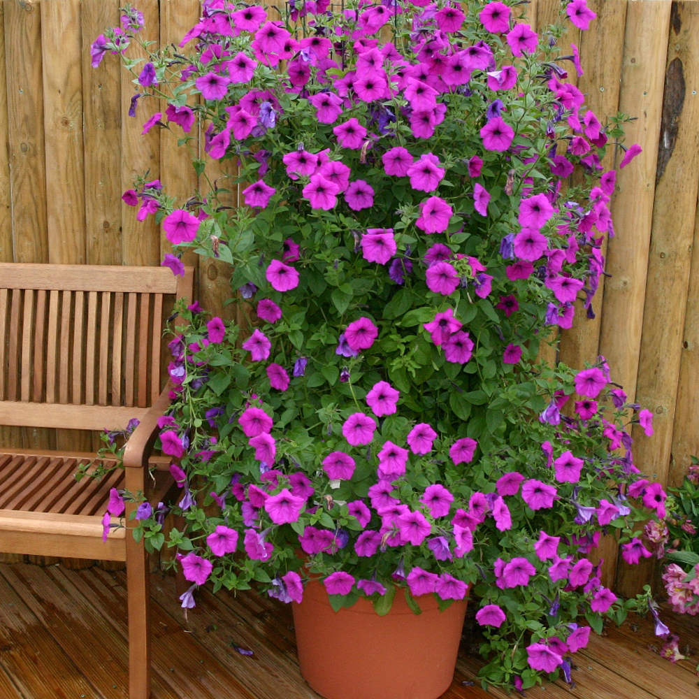 petunia hybrida