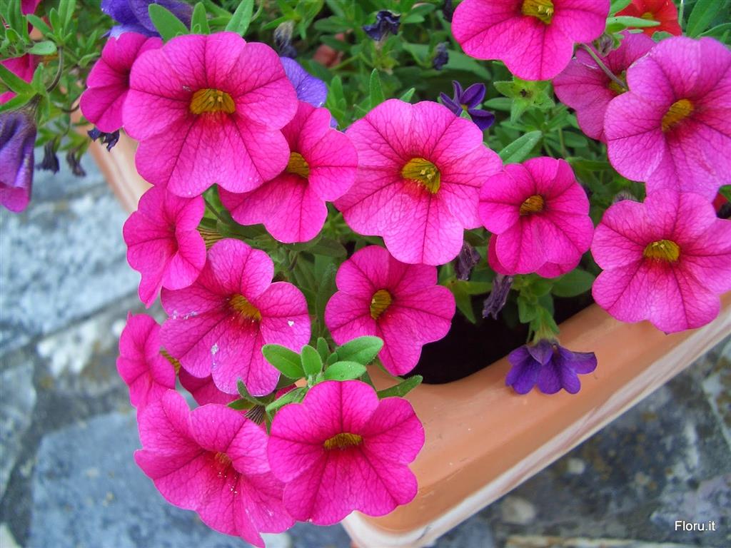 petunia hybrida