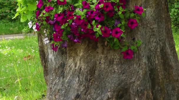 petunia-integrifolia-as