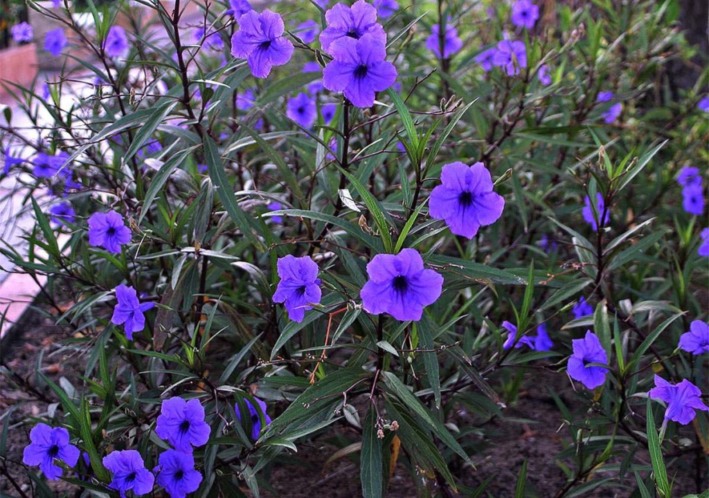 petunia mexivana_1