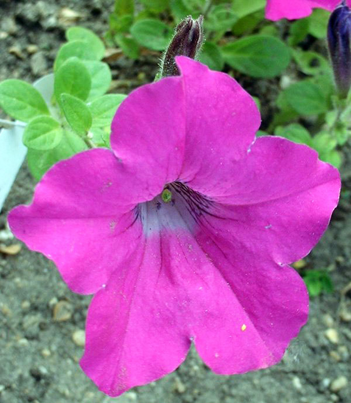 petunia rosa